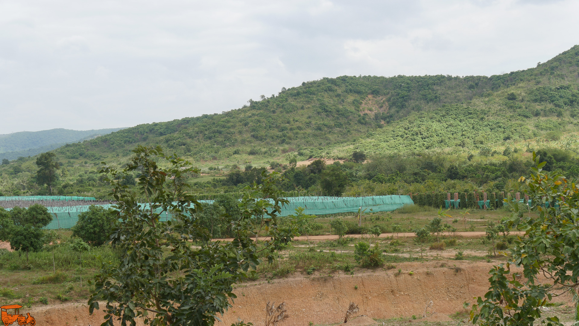 La situation de Kampot et de sa région voisine de Kep entre les montagnes et la mer, le climat et le type de sol, l’expérience des fermiers sur plusieurs générations font ce poivre unique  